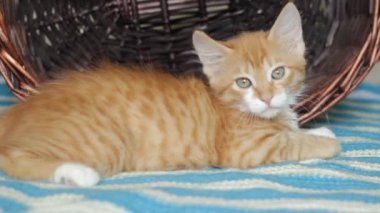 kedi yavrusu ve hasır sepet