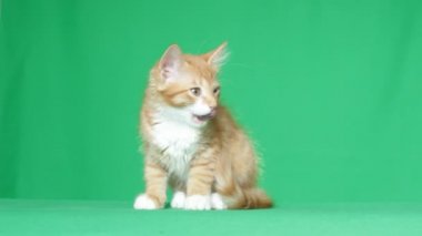 kitty yeşil bir ekran yiyor
