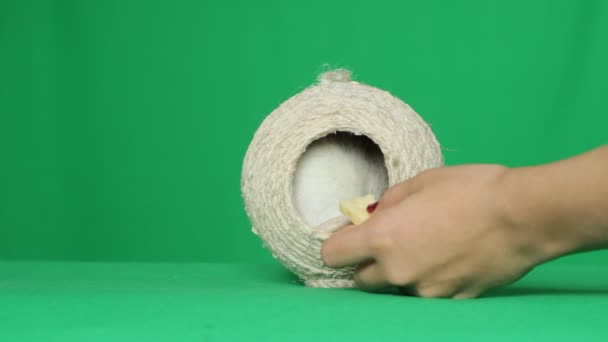 Κατοικίδιο ποντίκι, ανθρώπινο χέρι και τυρί σε πράσινη οθόνη — Αρχείο Βίντεο