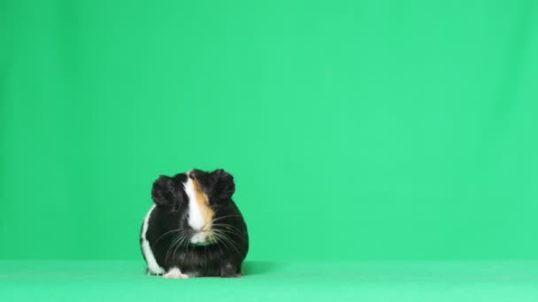 Cavia op een groen scherm — Stockvideo