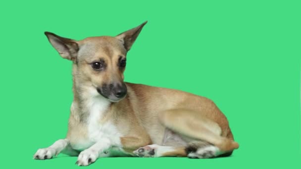 Милий собака на зеленому екрані — стокове відео