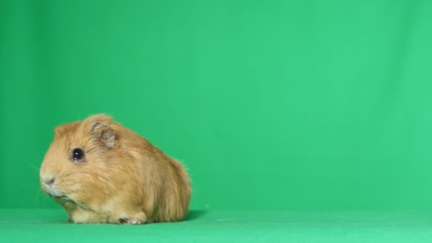 Gatito y conejillo de indias en una pantalla verde — Vídeos de Stock