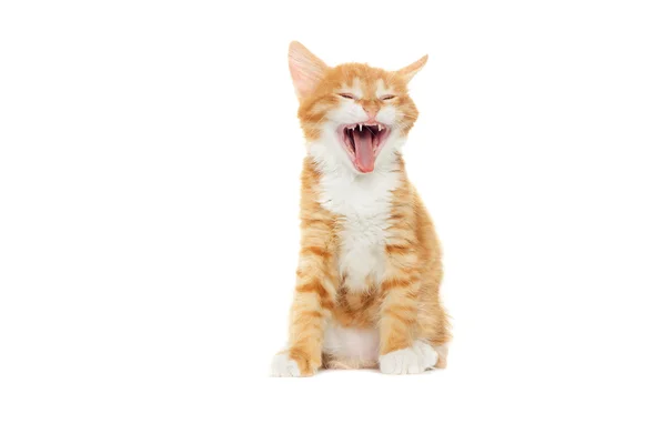 Gember Tabby Kitten Yawing — Stockfoto