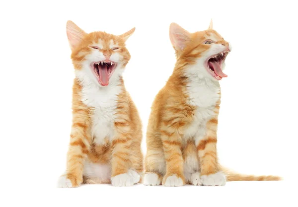 Gember Tabby Kittens Yawing — Stockfoto