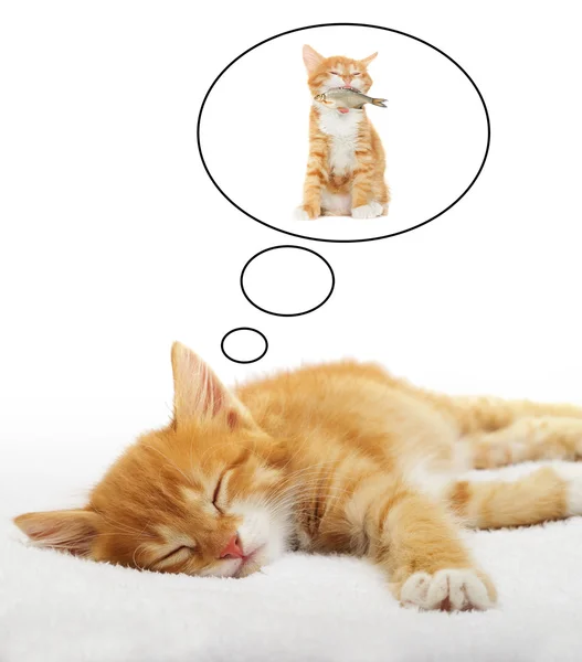 Tabby yavru kedi rüya zencefil — Stok fotoğraf