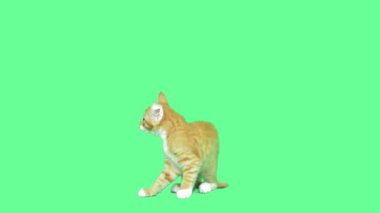 zencefil yavru kedi oyun