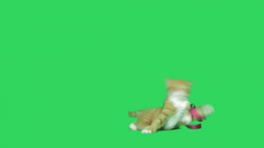 zencefil yavru kedi oyun