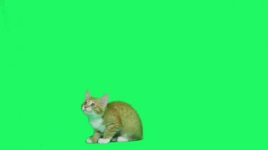 zencefil yavru kedi oyun