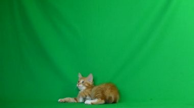 zencefil yavru kedi oyun