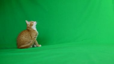 zencefil yavru kedi oyun