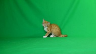 zencefil yavru kedi oyun