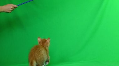 zencefil yavru kedi oyun