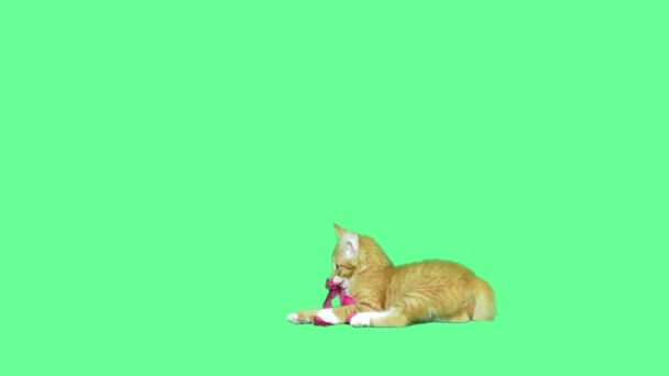 Jengibre gatito jugando — Vídeo de stock