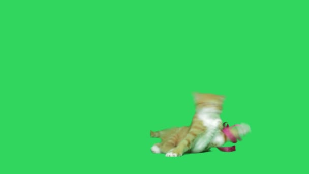 Имбирный котёнок играет — стоковое видео