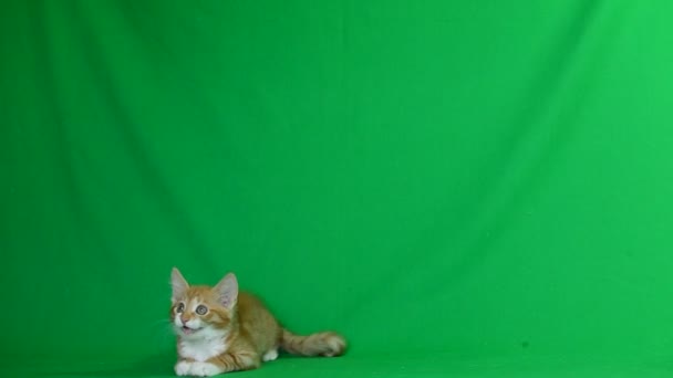 Ginger kitten playing — Stock Video