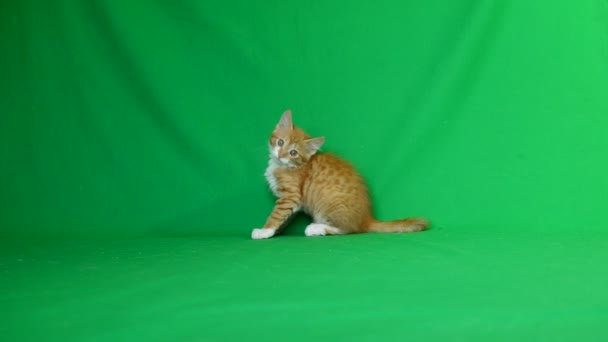 Anak kucing ginger bermain — Stok Video