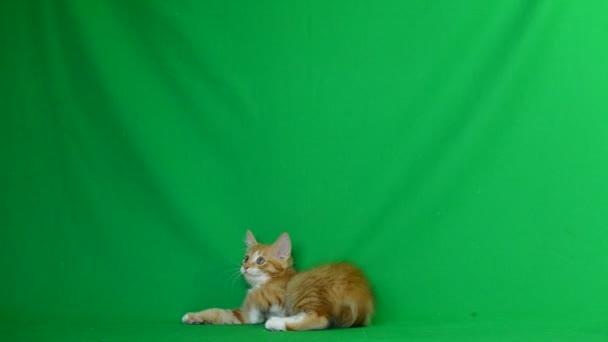 Ginger chaton jouer — Video