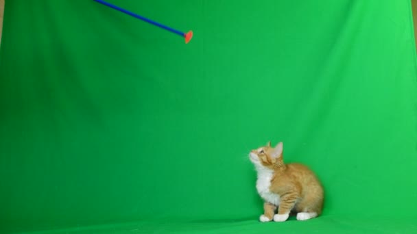 Ginger kitten playing — Stock Video