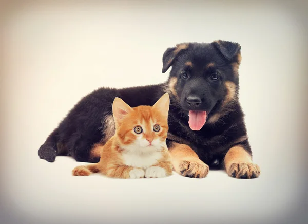 Gatinho e filhote de cachorro assistindo ao redor — Fotografia de Stock