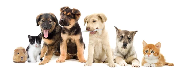 Conjunto de animales sobre fondo blanco — Foto de Stock