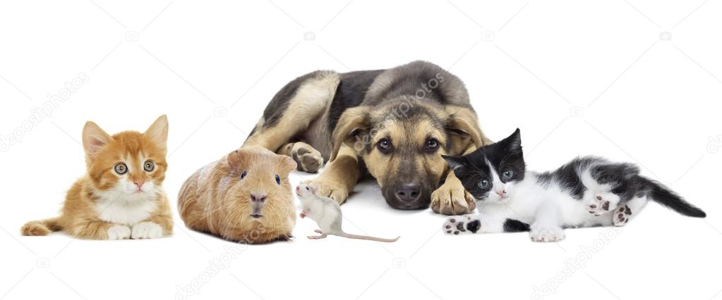 Group of cute pets