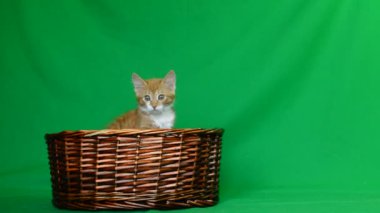 Ahşap sepet içinde kedi