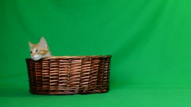 Ahşap sepet içinde kedi