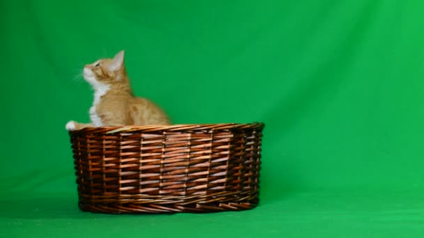 Cat In The Wooden Basket — Stock Video