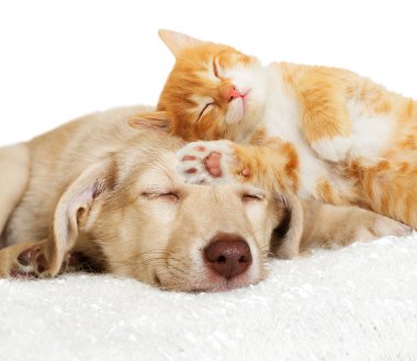 Köpek ve kedi yavrusu döşeme