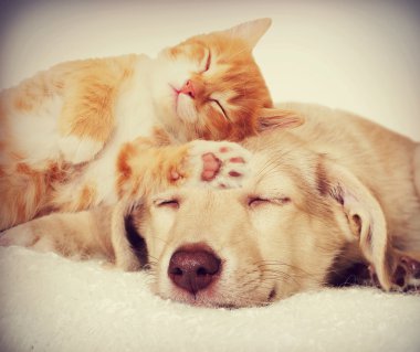 Köpek ve kedi yavrusu döşeme