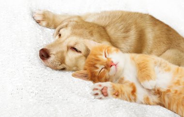 Köpek ve kedi yavrusu döşeme