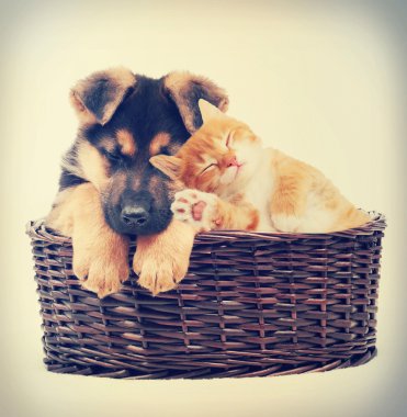 Köpek ve kedi yavrusu döşeme