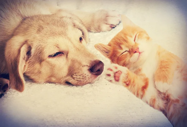 Puppy and kitten laying