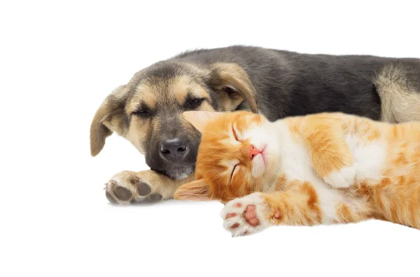 Puppy en Kitten tot vaststelling van — Stockfoto