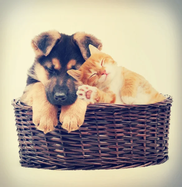 Puppy and kitten laying — Stock Photo, Image