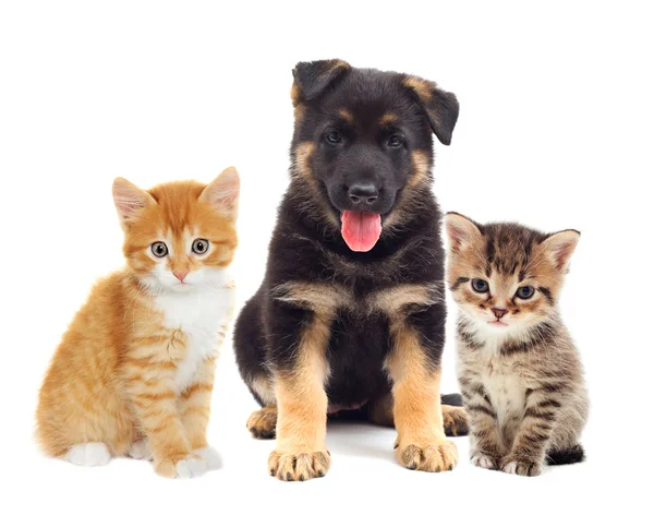 Sevimli köpek ve kedi yavruları — Stok fotoğraf