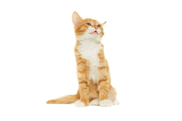 Kitten looking — Stock Photo, Image