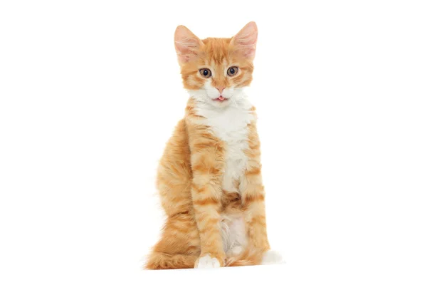 Kitten looking — Stock Photo, Image