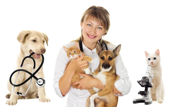 Veterinário sorridente e cão e gato — Fotografia de Stock