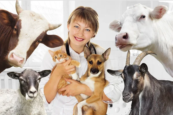 Veterinário e animal na clínica — Fotografia de Stock