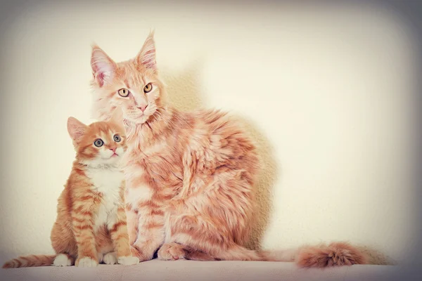 猫と子猫を見て — ストック写真