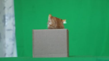 Zencefil yavru kedi kutusuyla oynamak