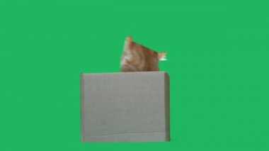 Zencefil yavru kedi kutusuyla oynamak