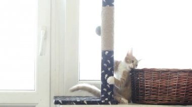 zencefil oynak yavru kedi