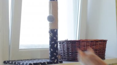 zencefil oynak yavru kedi