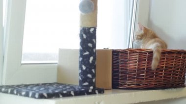 zencefil oynak yavru kedi