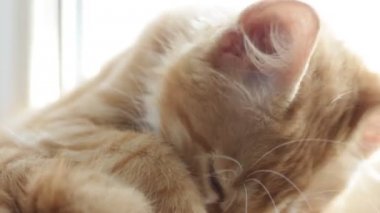 Komik namlu yavru kedi