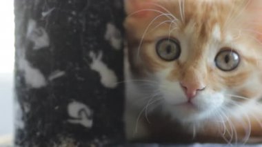 Komik namlu yavru kedi