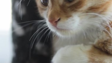 Komik namlu yavru kedi