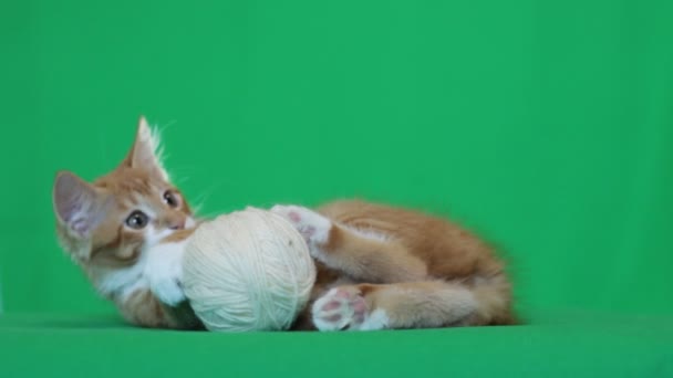 Gatinho de gengibre jogando — Vídeo de Stock